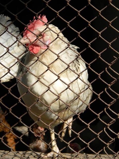 比赛的多元 比赛的多元